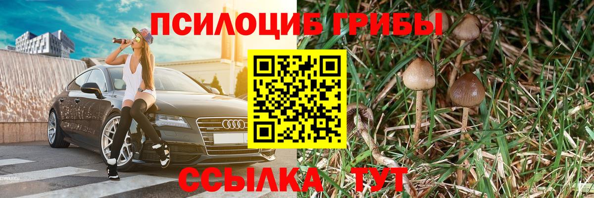 Галлюциногенные грибы Psilocybine cubensis Энгельс